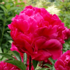 'Karl Rosenfield' Peony -GREAT GARDEN PLANTS PaeoniaKarlRosenfield 070526gbv015