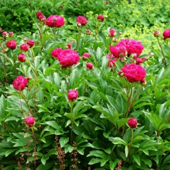 'Karl Rosenfield' Peony -GREAT GARDEN PLANTS PaeoniaKarlRosenfield 160603gbo096