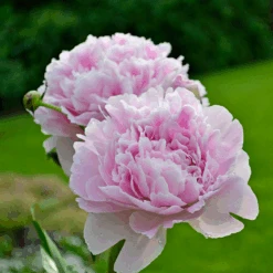 'Sarah Bernhardt' Peony -GREAT GARDEN PLANTS PaeoniaSarahBernhardt 130620cre002