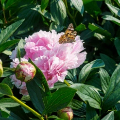 'Sarah Bernhardt' Peony -GREAT GARDEN PLANTS PaeoniaSarahBernhardtwithbutterfly 160606gbo017