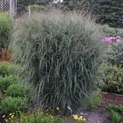 Prairie Winds® 'Apache Rose' Switchgrass -GREAT GARDEN PLANTS Panicum Apache Rose 2 P