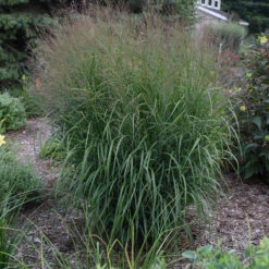 Prairie Winds® 'Apache Rose' Switchgrass -GREAT GARDEN PLANTS Panicum Apache Rose 4 P