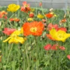 'Champagne Bubbles' Icelandic Poppy Mix
