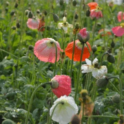 'Champagne Bubbles' Icelandic Poppy Mix -GREAT GARDEN PLANTS Papaver Champagne Bubbles 3
