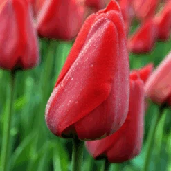 'Parade' Tulip -GREAT GARDEN PLANTS ParadeTulip