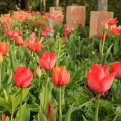 'Parade' Tulip -GREAT GARDEN PLANTS ParadeTulip 2