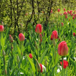 'Parade' Tulip -GREAT GARDEN PLANTS ParadeTulip 5