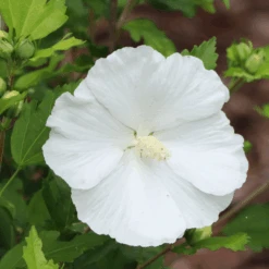 Paraplu® Pure White Rose Of Sharon (Hibiscus)