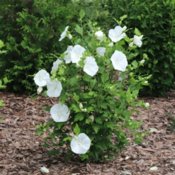 Paraplu® Pure White Rose Of Sharon (Hibiscus) -GREAT GARDEN PLANTS Paraplu PureWhiteRoseofSharon Hibiscus 2