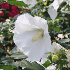 Paraplu® Pure White Rose Of Sharon (Hibiscus) -GREAT GARDEN PLANTS Paraplu PureWhiteRoseofSharon Hibiscus 4