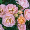 Peach Drift® Rose