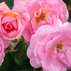 Peachy Knock Out® Rose