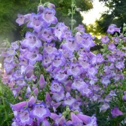 Cha Cha™ ‘Lavender’ Beardtongue