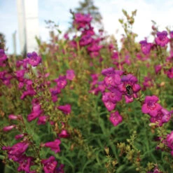 Cha Cha™ 'Purple' Beardtongue -GREAT GARDEN PLANTS Penstemon Cha Cha Purple 5