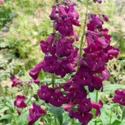 Cha Cha™ 'Purple' Beardtongue -GREAT GARDEN PLANTS Penstemon Cha Cha Purple 6