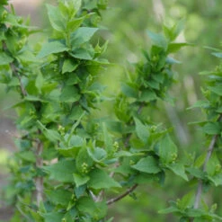 Illuminati Arch® Mock Orange -GREAT GARDEN PLANTS Philadelphus Illuminati Arch 3