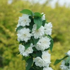 Illuminati Spice™ Mock Orange -GREAT GARDEN PLANTS Philadelphus Illuminati Spice DSC06775