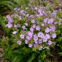 'Opening Act Blush' Hybrid Phlox -GREAT GARDEN PLANTS Phlox Opening Act Blush 2