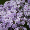'Opening Act Pink-A-Dot' Hybrid Phlox