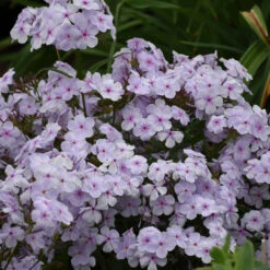 'Opening Act Pink-A-Dot' Hybrid Phlox -GREAT GARDEN PLANTS Phlox Opening Act Pink a Dot 3