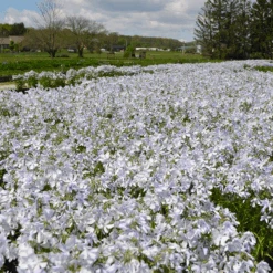 'May Breeze' Woodland Phlox