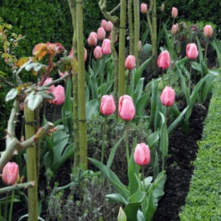 'Pink Impression' Tulip