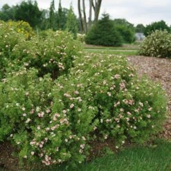 Happy Face® Pink Paradise Potentilla -GREAT GARDEN PLANTS Potentilla Happy Face Pink Paradise 3 P sw