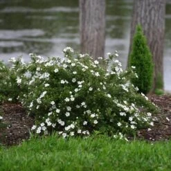 Happy Face® White Potentilla