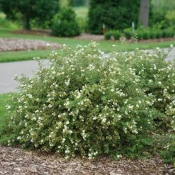 Happy Face® White Potentilla -GREAT GARDEN PLANTS Potentilla Happy Face White 3 P sw