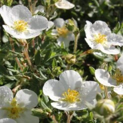 Happy Face® White Potentilla -GREAT GARDEN PLANTS Potentilla Happy Face White 4 P sw