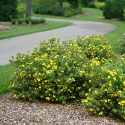 Happy Face® Yellow Potentilla -GREAT GARDEN PLANTS Potentilla Happy Face Yellow 3 P