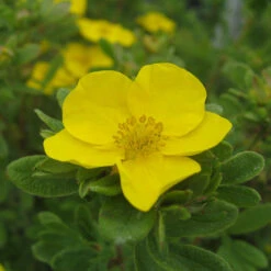 Happy Face® Yellow Potentilla -GREAT GARDEN PLANTS Potentilla Happy Face Yellow 5 P