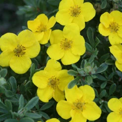 Happy Face® Yellow Potentilla -GREAT GARDEN PLANTS Potentilla Happy Face Yellow 6 P