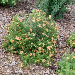 Happy Face® Orange Potentilla -GREAT GARDEN PLANTS Potentilla Happy Face Orange P1237255