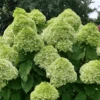 Powerball™ Panicle Hydrangea