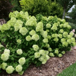 Powerball™ Panicle Hydrangea -GREAT GARDEN PLANTS Powerball PanicleHydrangea 1