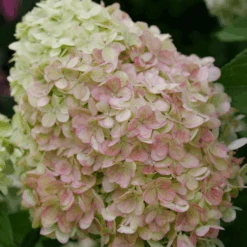 Powerball™ Panicle Hydrangea -GREAT GARDEN PLANTS Powerball PanicleHydrangea 2