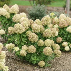 Powerball™ Panicle Hydrangea -GREAT GARDEN PLANTS Powerball Panicle Hydrangea