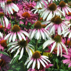 'Pretty Parasols' Coneflower (Echinacea)
