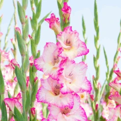 'Priscilla' Gladiolus