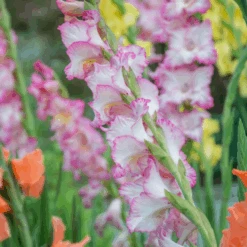 'Priscilla' Gladiolus -GREAT GARDEN PLANTS Priscilla Gladiolus 2