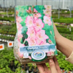 'Priscilla' Gladiolus -GREAT GARDEN PLANTS Priscilla Gladiolus d391af9d 3bac 4dba 8e86 6d16d89bffa0