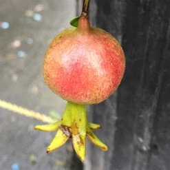 Peppy Le Pom™ Pomegranate -GREAT GARDEN PLANTS Punica Peppy Le Pom 3 L
