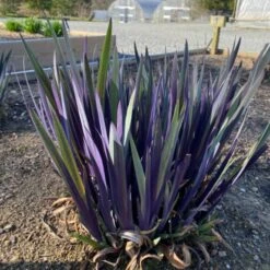 'Purple Flame' Blue Flag Iris -GREAT GARDEN PLANTS PurpleFlame BlueFlagIris Irisversicolor 3