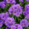 'Purple Dome' New England Aster