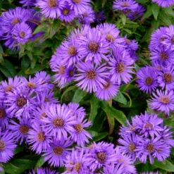 'Purple Dome' New England Aster