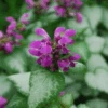 Purple Dragon Dead Nettle (Lamium)