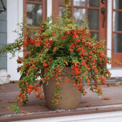 Berry Box™ Pyracomeles -GREAT GARDEN PLANTS PyracomelesBerryBoxP1117266 1080x1080 8244075