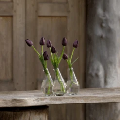 'Queen Of Night' Tulip -GREAT GARDEN PLANTS QueenofNightTulip