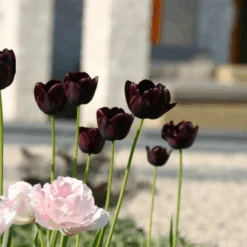 'Queen Of Night' Tulip -GREAT GARDEN PLANTS QueenofNightTulip 2